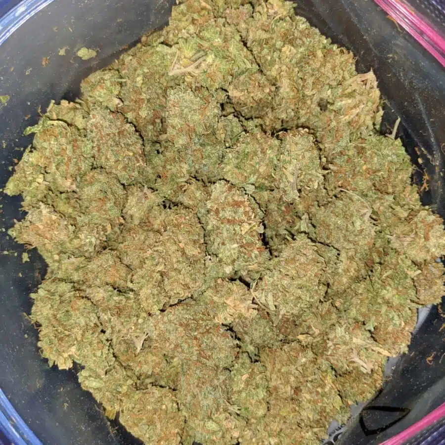 apple kush aa 3 I Apple Kush AA+