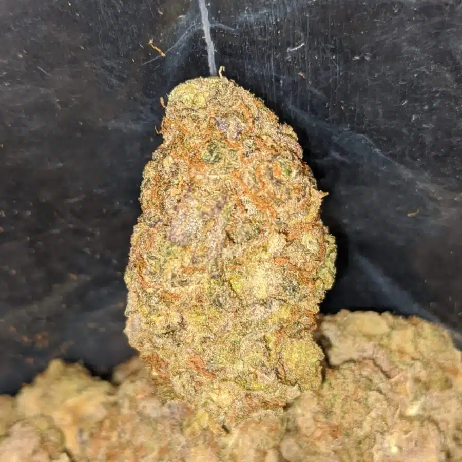 candyland bulk special 1 I Candyland Bulk Special