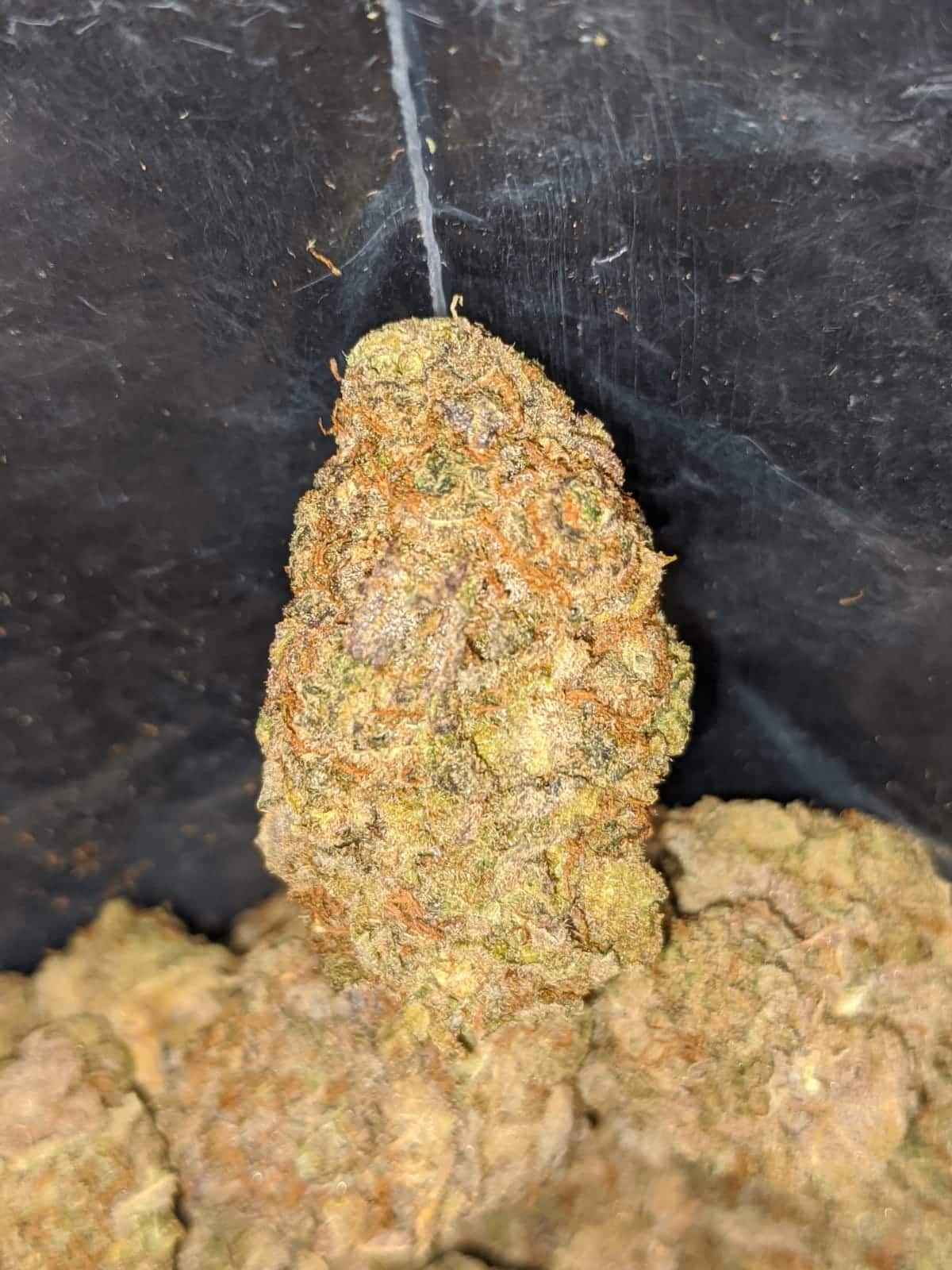 Candyland Bulk Special - Image 5
