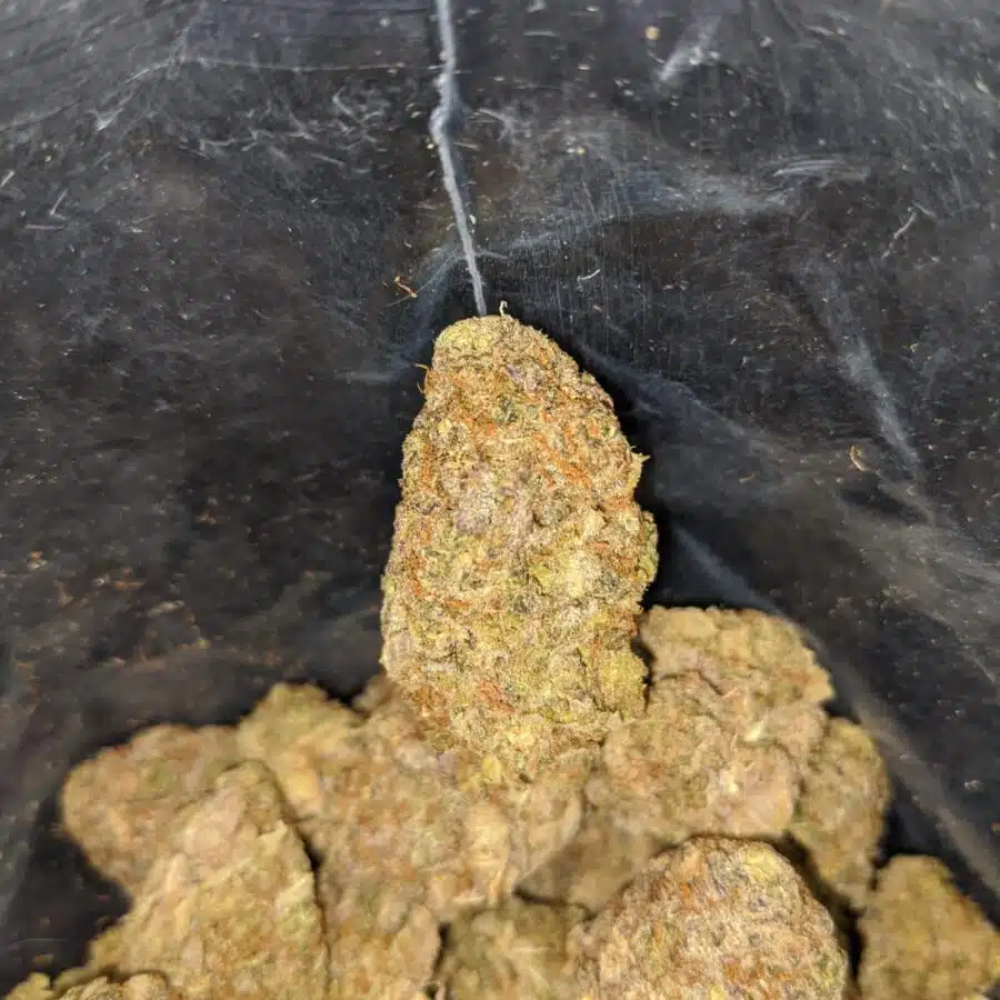 candyland bulk special 2 I Candyland Bulk Special