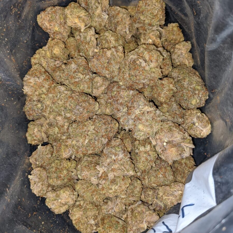 candyland bulk special 3 I Candyland Bulk Special