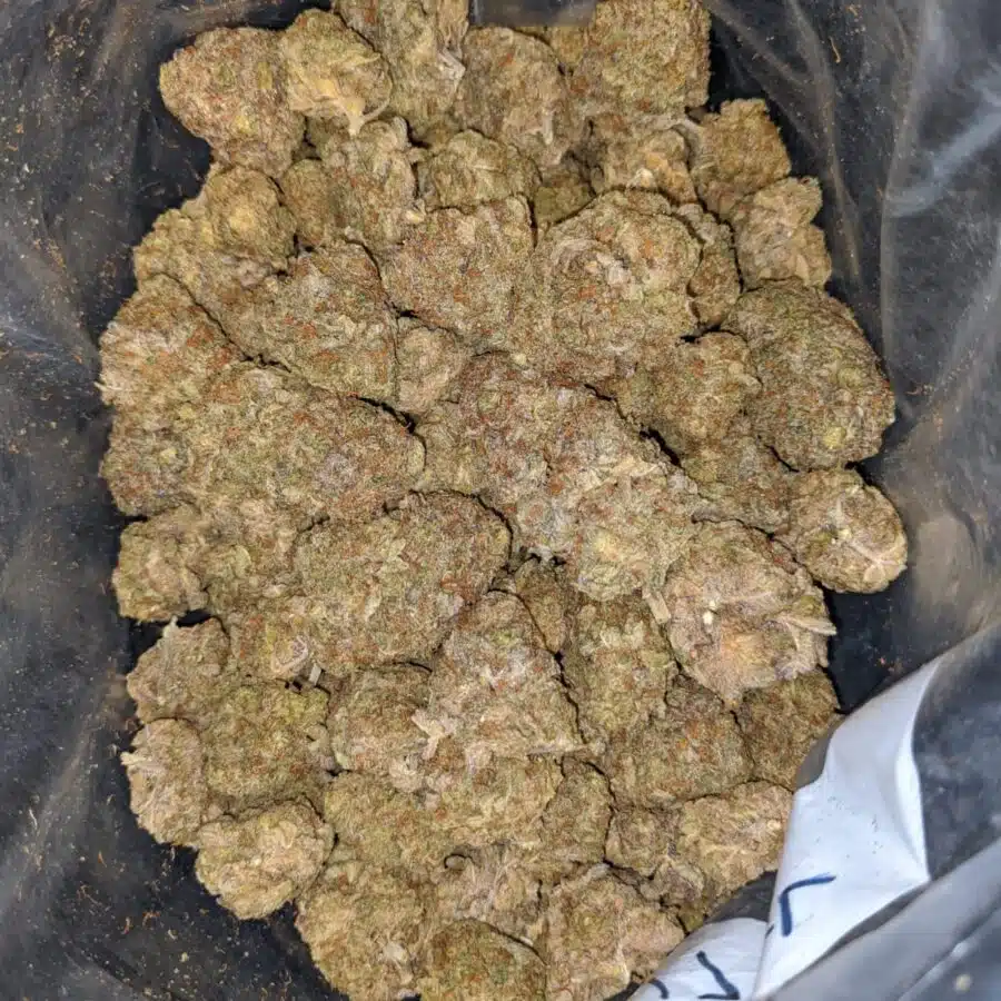 candyland bulk special 3 I Candyland Bulk Special