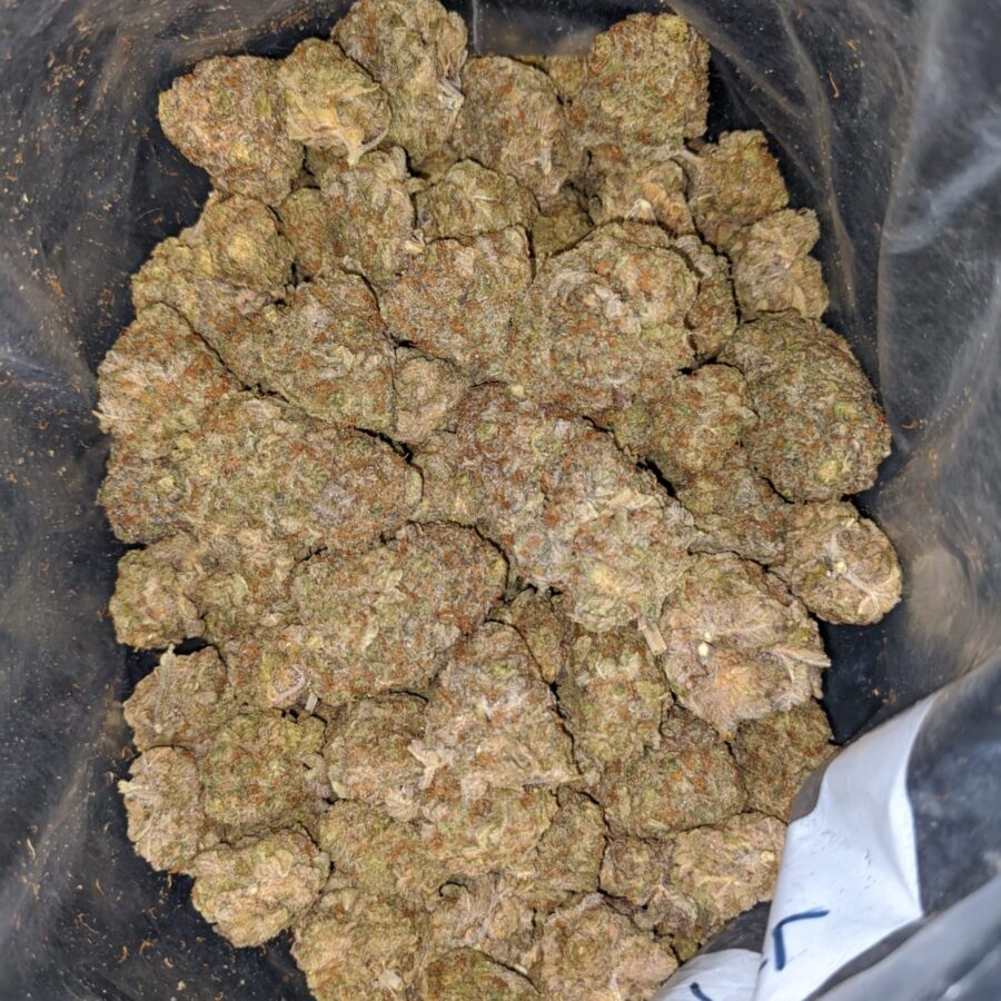 candyland bulk special 4 I Candyland Bulk Special