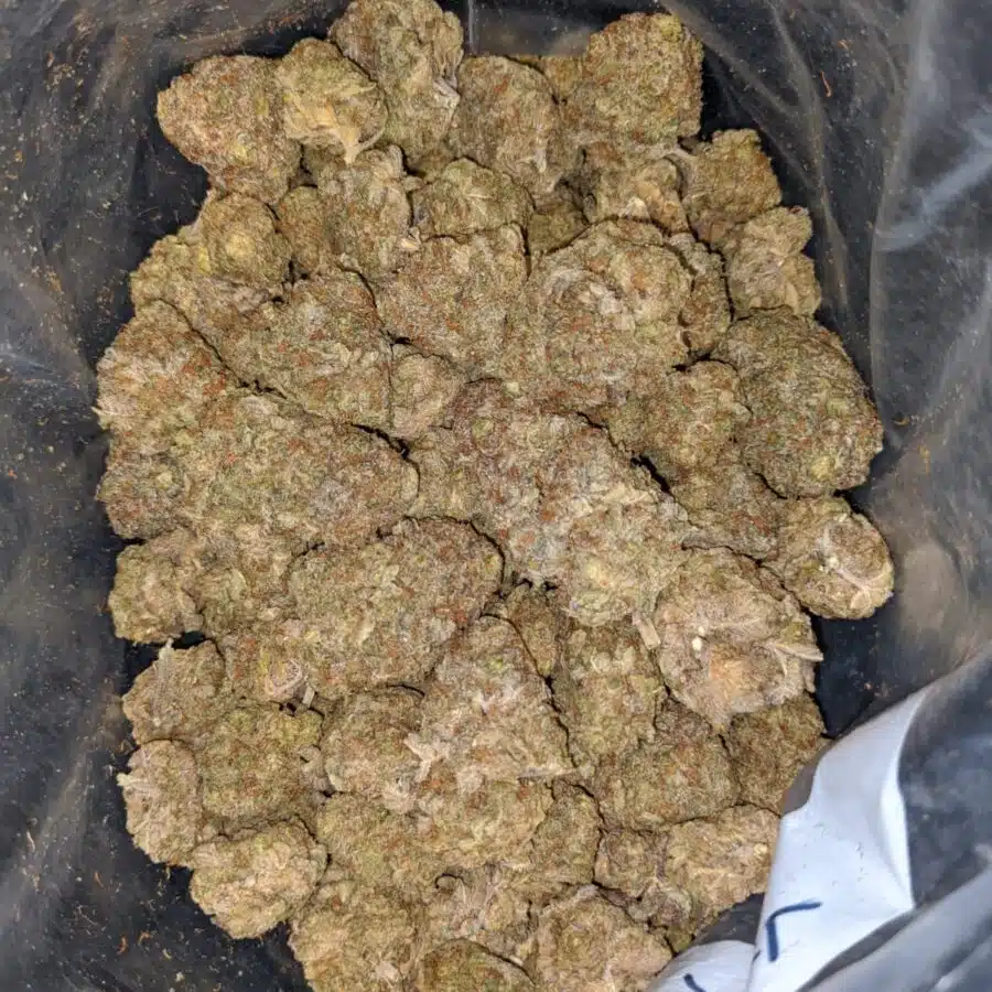 candyland bulk special 4 I Candyland Bulk Special