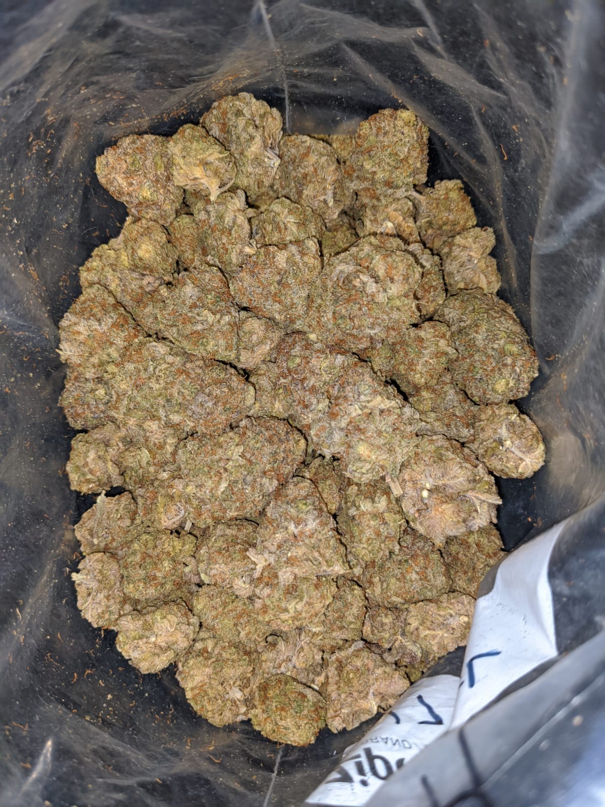 Candyland Bulk Special - Image 4