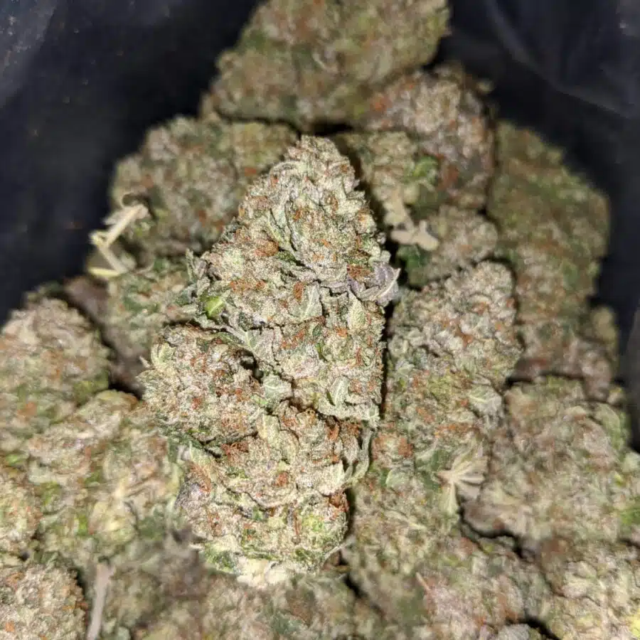 godfather og dod 1 I Godfather OG - *Deal Of The Day*