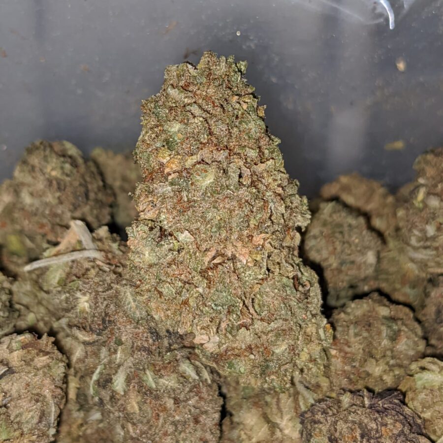 lemon jack aa 1 I Lemon Jack AA+