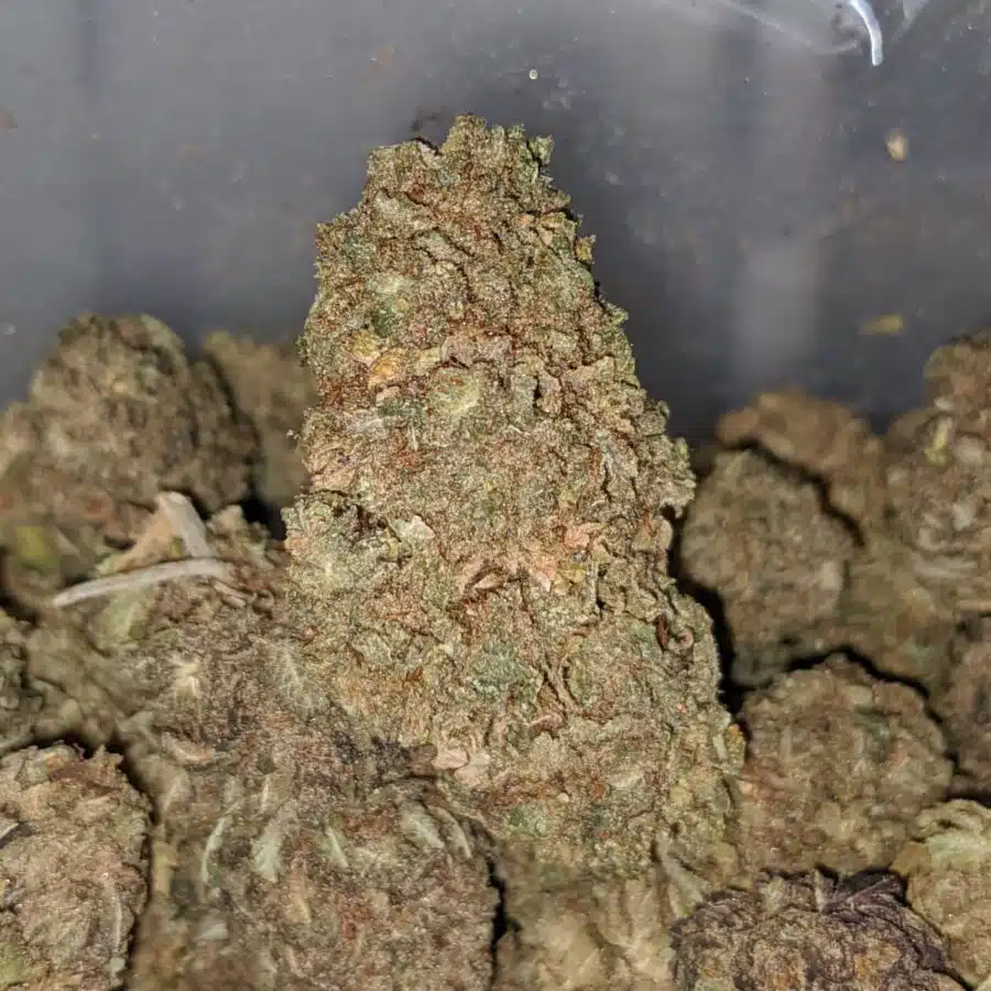 lemon jack aa 1 I Lemon Jack AA+