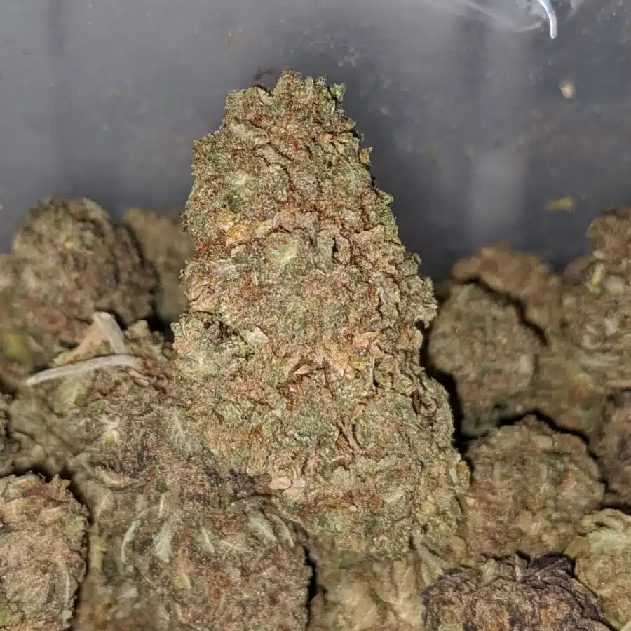 lemon jack aa 2 I Lemon Jack AA+