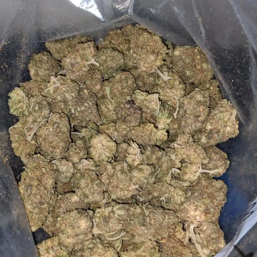 lemon jack aa 3 I Lemon Jack AA+