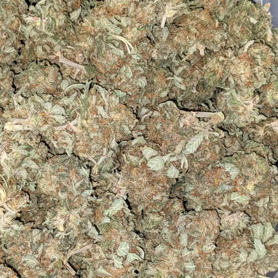 AA INDICA 1 I AA+ Cheapweed Indica
