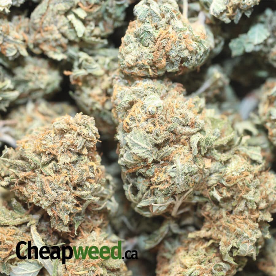 AA INDICA 1 I AA+ Cheapweed Indica