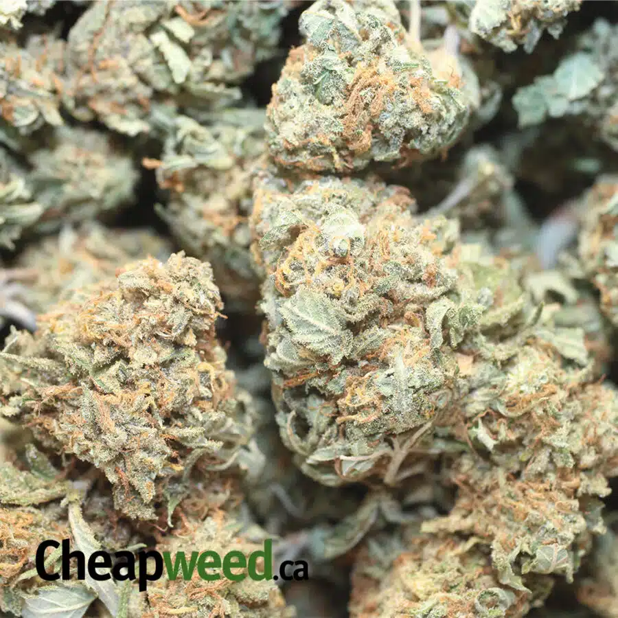 AA INDICA 1 I AA+ Cheapweed Indica