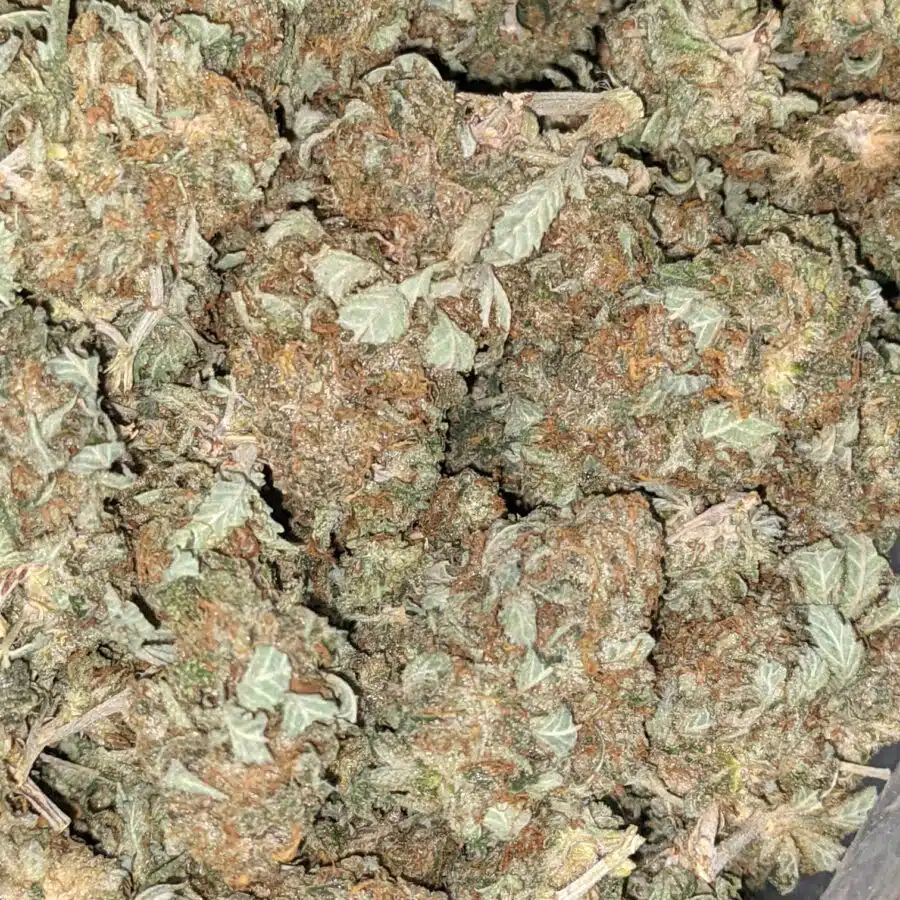 AA INDICA 3 I AA+ Cheapweed Indica