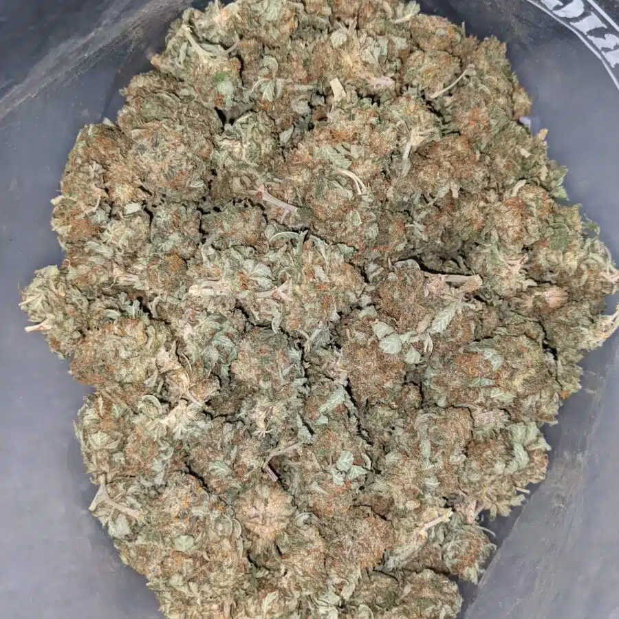 AA INDICA 4 I AA+ Cheapweed Indica