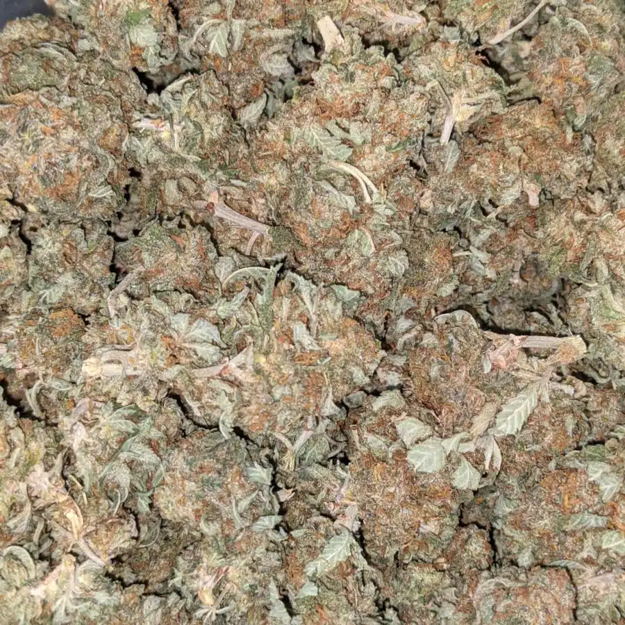 AA INDICA 5 I AA+ Cheapweed Indica