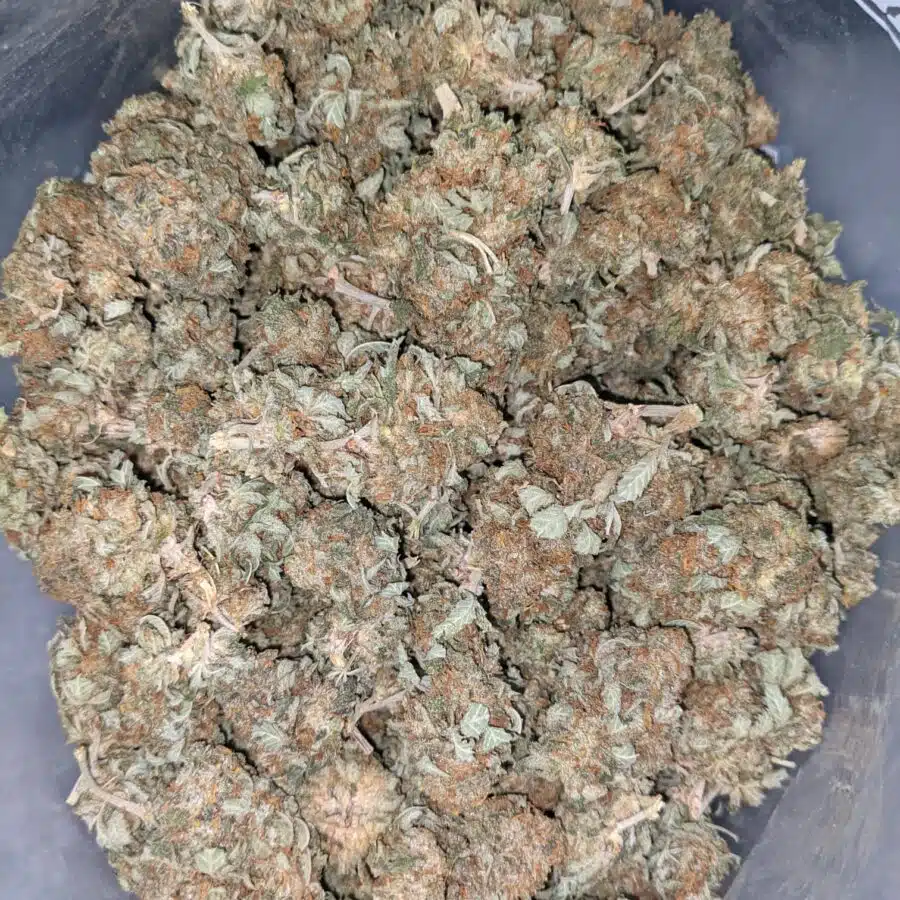 AA INDICA 6 I AA+ Cheapweed Indica