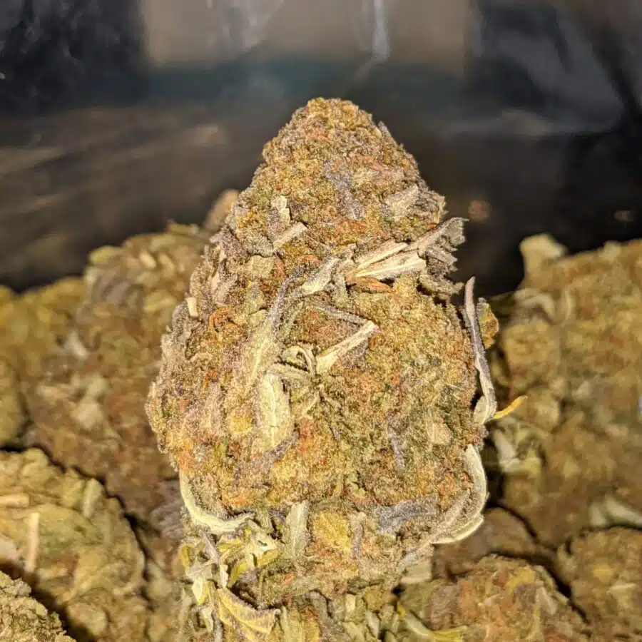 AA SOUR BUBBA 2 I AA Sour Bubba