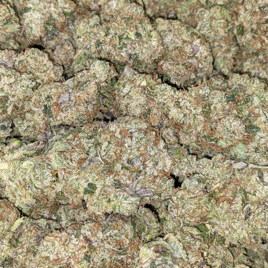 Blue Goo - *Deal of the Day* - Image 2