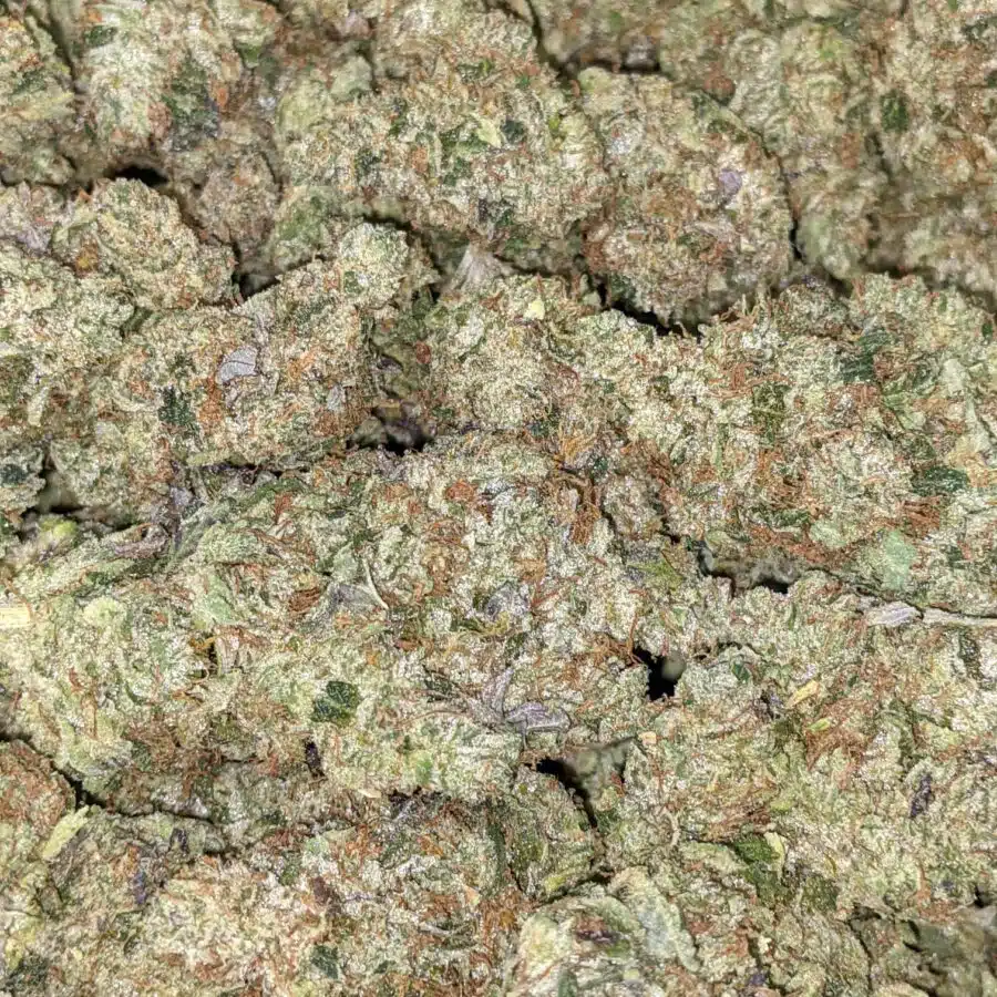 BLUE GOO 1 I Blue Goo - *Deal of the Day*