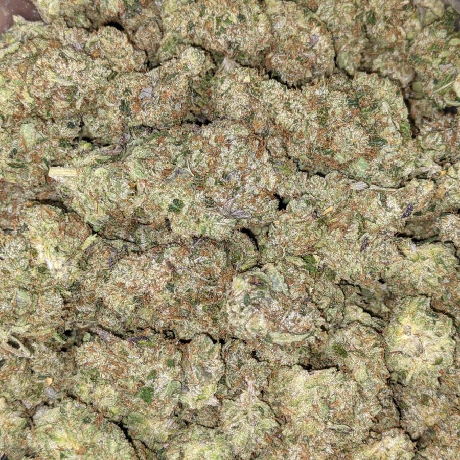 Blue Goo - *Deal of the Day*