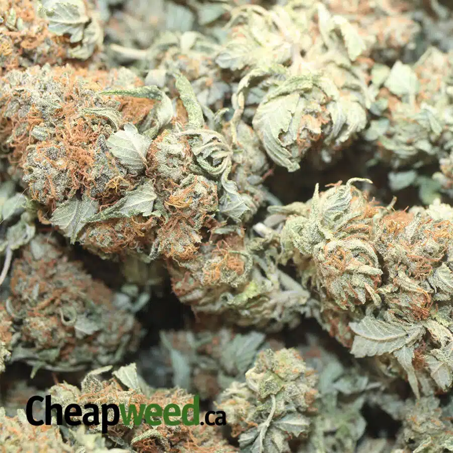 CHEMO AA 1 1 I Emma's Chemo Bulk Special