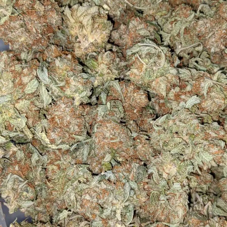 CHEMO AA 1 I Emma's Chemo Bulk Special