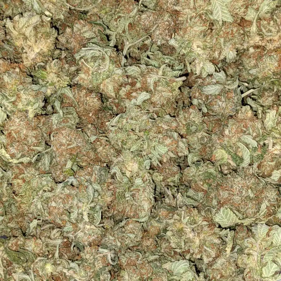 CHEMO AA 3 I Emma's Chemo Bulk Special