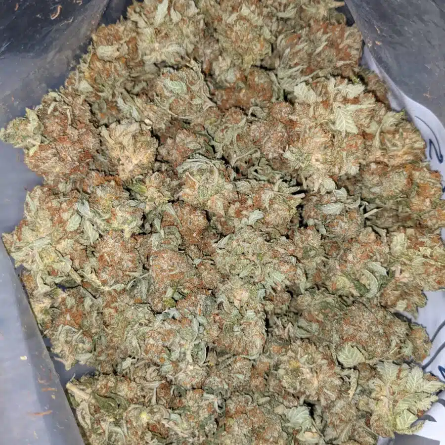 CHEMO AA 4 I Emma's Chemo Bulk Special