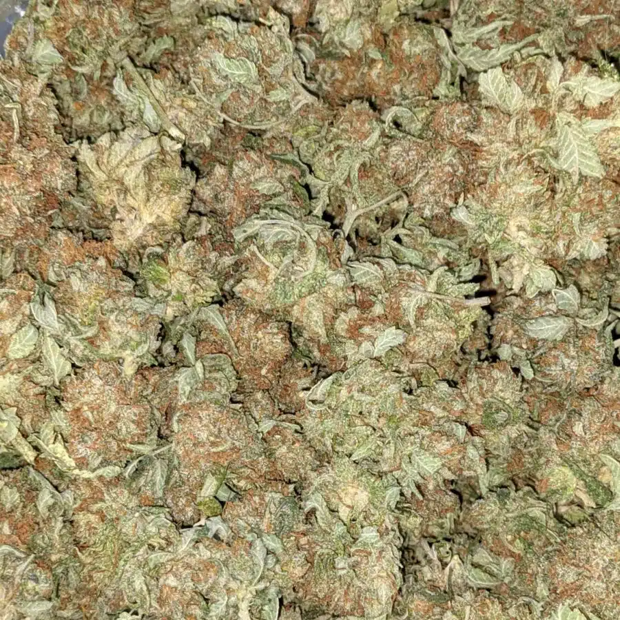 CHEMO AA 5 I Emma's Chemo Bulk Special