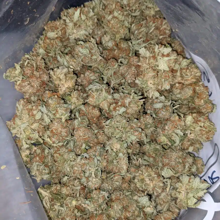 CHEMO AA 6 I Emma's Chemo Bulk Special