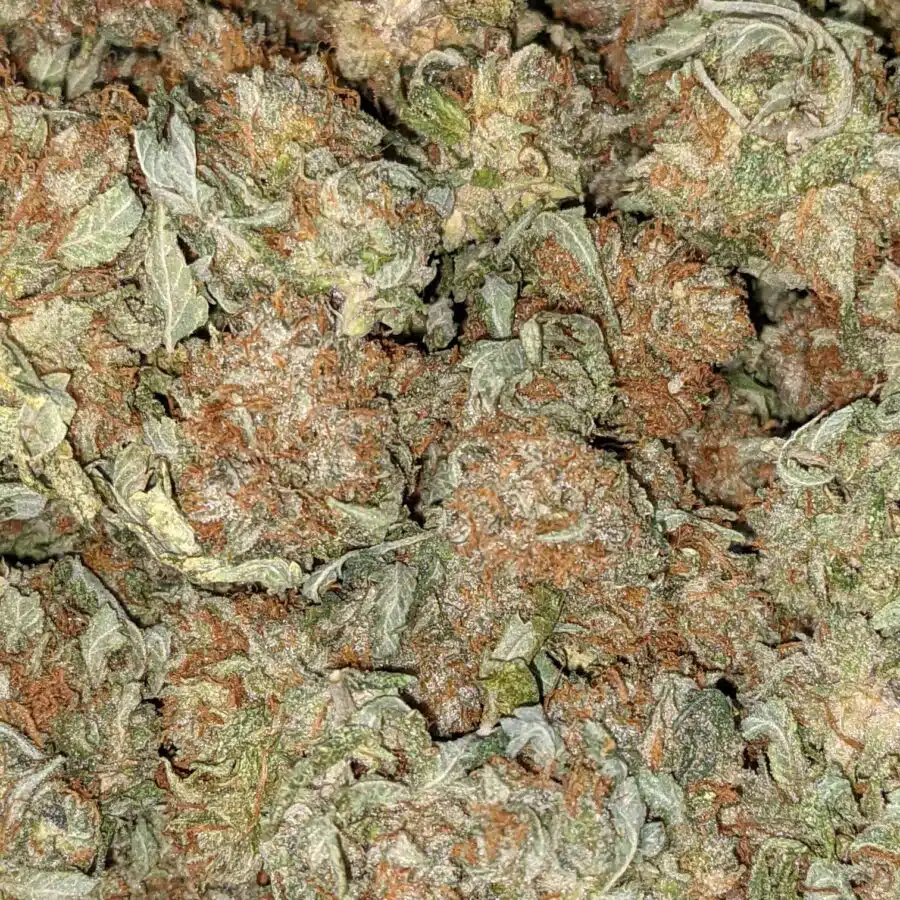 CHEMO AA 7 I Emma's Chemo Bulk Special