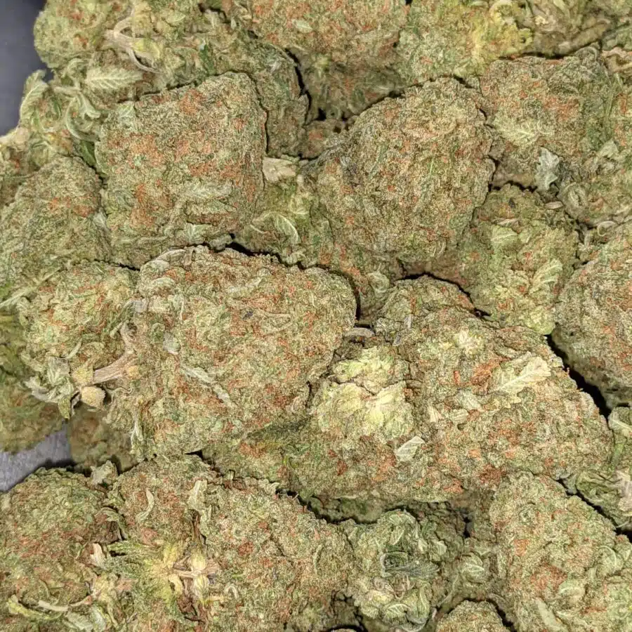 GOD NUKEN 2 I God Nuken Bulk Special