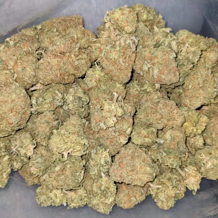 GOD NUKEN 3 I God Nuken Bulk Special