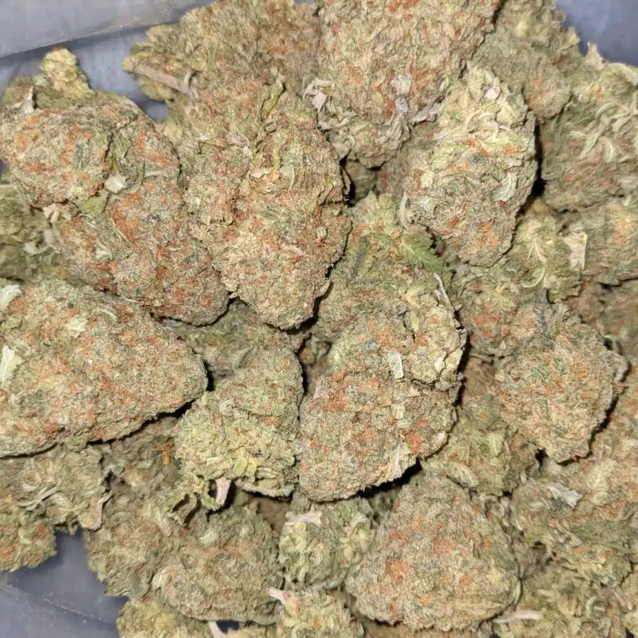 GOD NUKEN 4 I God Nuken Bulk Special