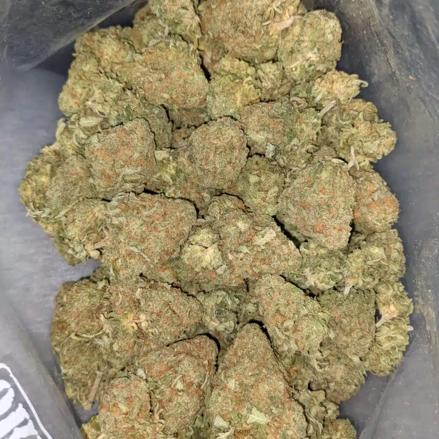GOD NUKEN 5 I God Nuken Bulk Special