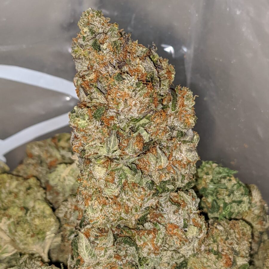 LINDSAY OG DOD 2 1 I Lindsay OG - *Deal Of The Day*