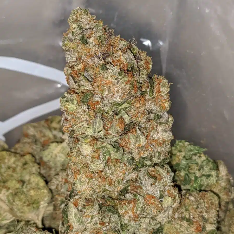 LINDSAY OG DOD 2 1 I Lindsay OG - *Deal Of The Day*