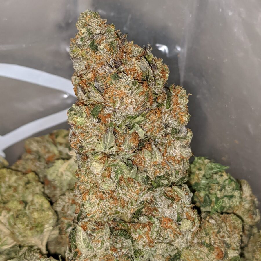 LINDSAY OG DOD 3 1 I Lindsay OG - *Deal Of The Day*