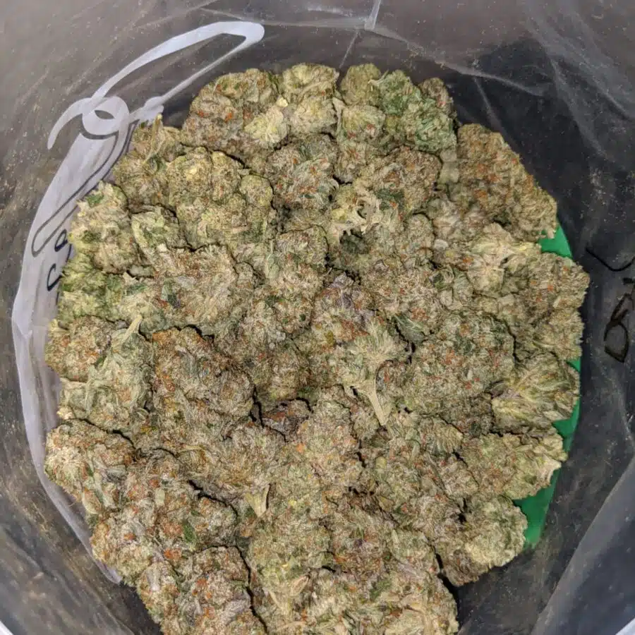 LINDSAY OG DOD 4 1 I Lindsay OG - *Deal Of The Day*