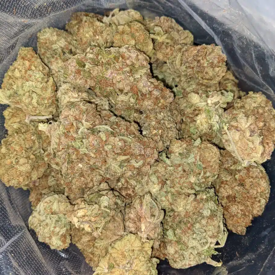 MANGO PUNCH 1 I Mango Punch Bulk Special