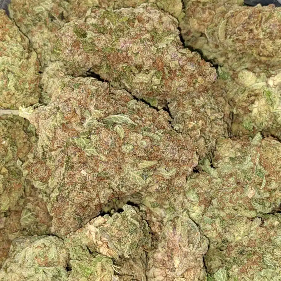 MANGO PUNCH 2 I Mango Punch Bulk Special