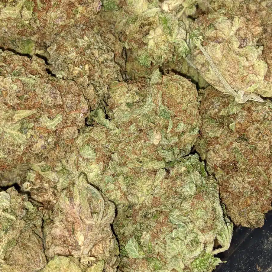MANGO PUNCH 3 I Mango Punch Bulk Special