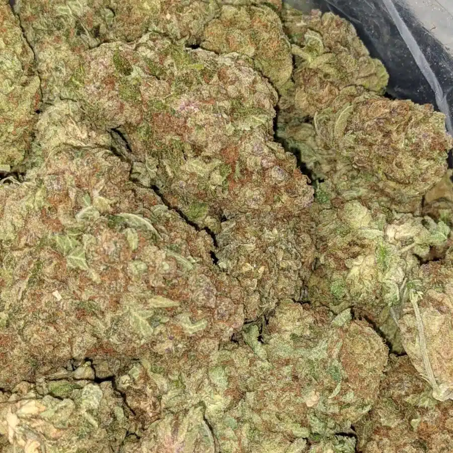 MANGO PUNCH 4 I Mango Punch Bulk Special