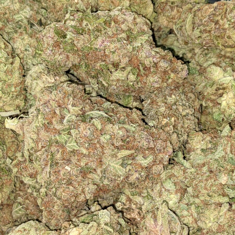 MANGO PUNCH 5 I Mango Punch Bulk Special