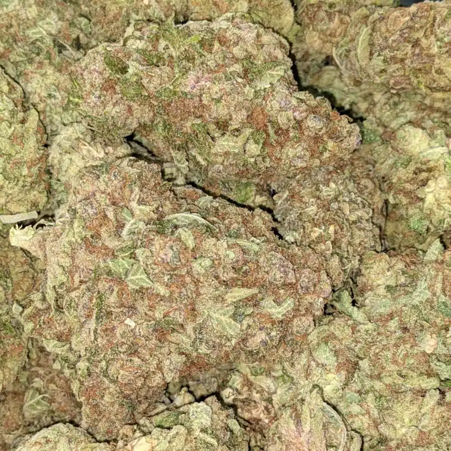 MANGO PUNCH 5 I Mango Punch Bulk Special