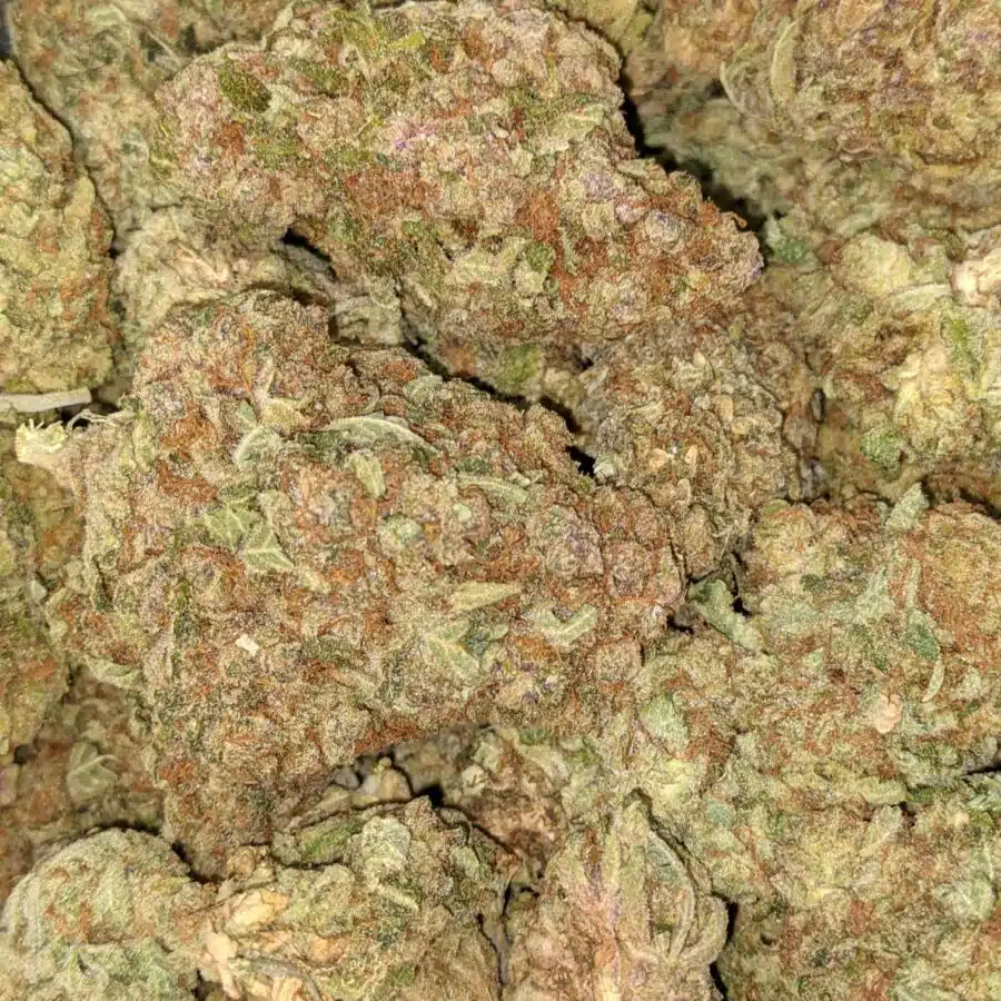 MANGO PUNCH 6 I Mango Punch Bulk Special