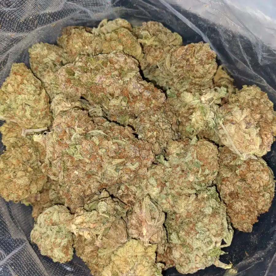 MANGO PUNCH 7 I Mango Punch Bulk Special