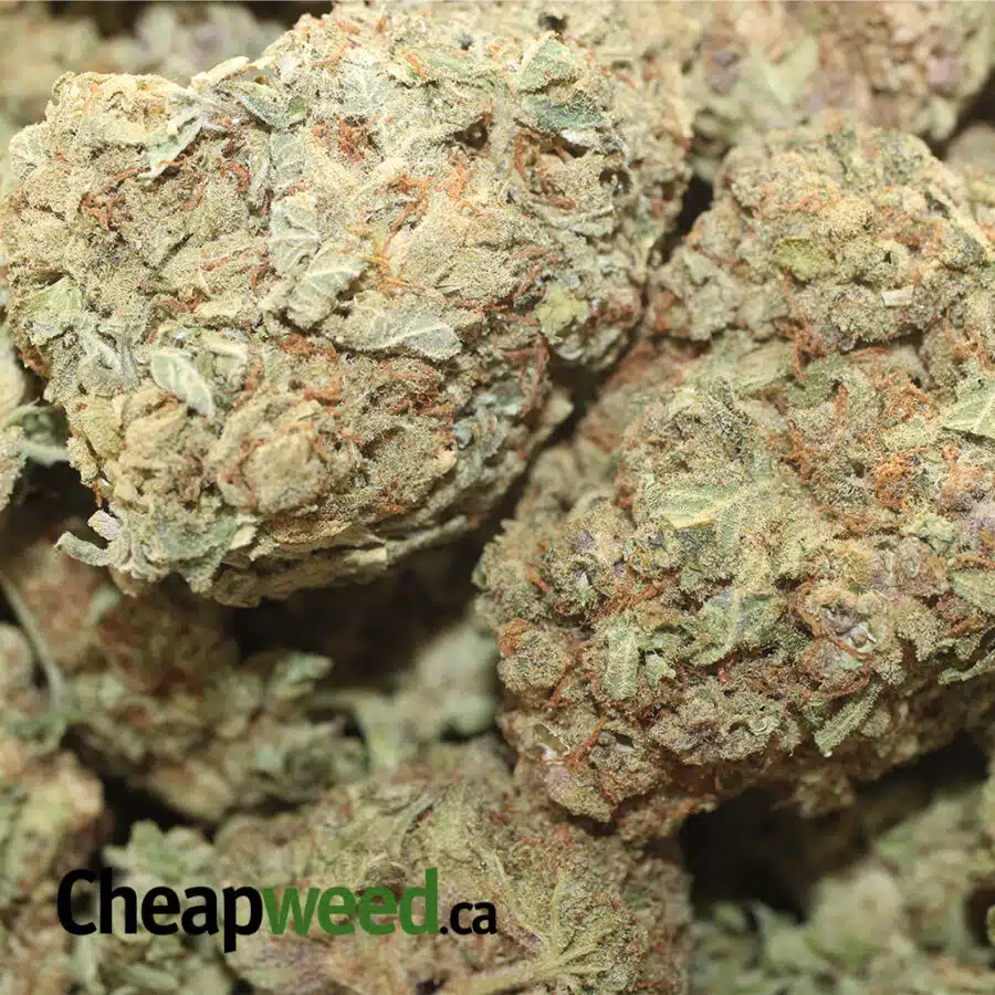 MANGO SHERB 1 I Mango Punch Bulk Special