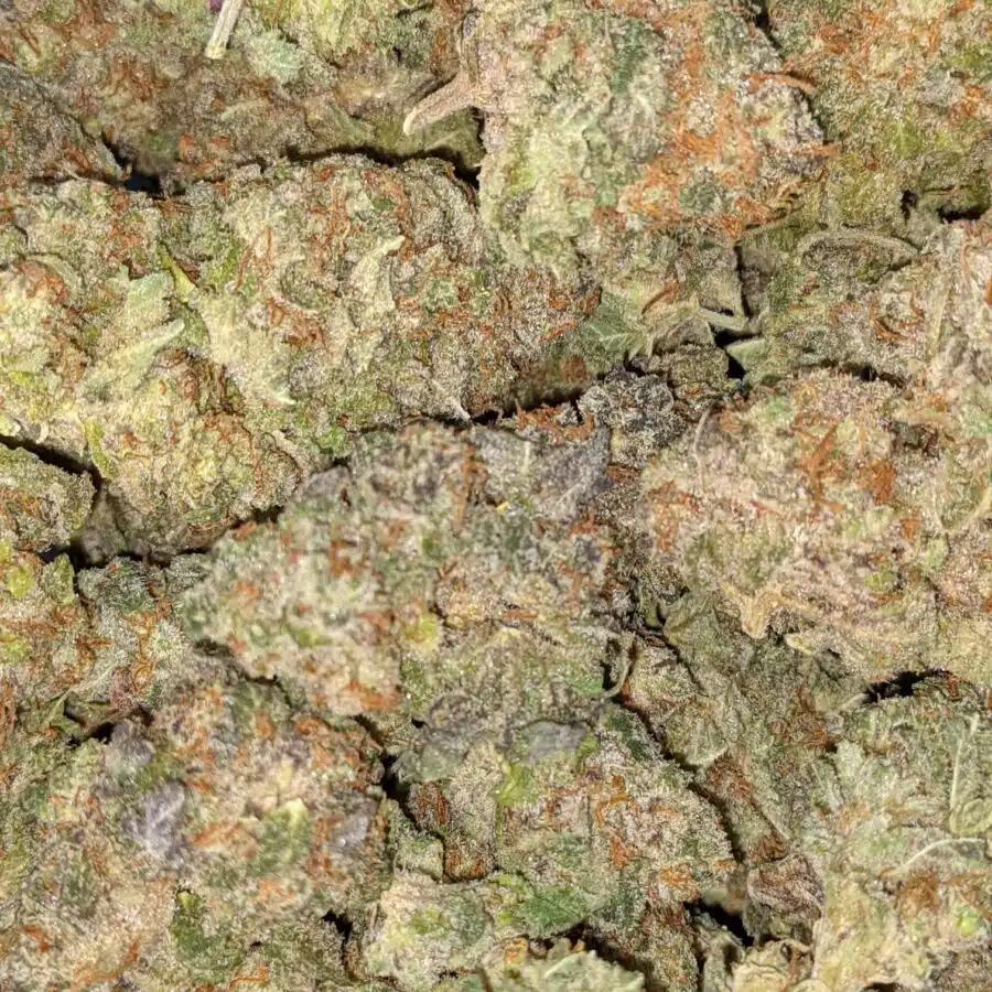 Mango punch dod 2 I Mango Punch - *Deal Of The Day*